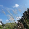 今日は彼岸の入りなのですが