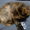 レアの剥げについて　　(=^・^=)ｂ