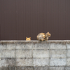 隣市西道沿いのねこさん