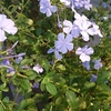 今日は概ね曇り！早朝気温１９℃、日中は２３℃？秋の気温になったかな？