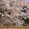 黒坂の桜と国鉄色やくも