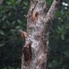 コガネゲラ(Greater Flameback)