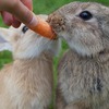 ウサギは草だけ食べてように見えるけど、実は草だじゃ栄養失調になる