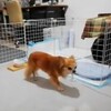 保護犬コスモの成長日記《なかなか仲良くなれない》