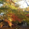 九品仏・浄真寺の紅葉を観に行く