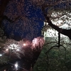 弘前城夜桜