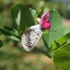 夏の虫は終わり…