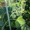みーばあ菜園