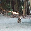 猫も暑い
