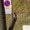 近場で鳥見と、お花見を