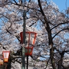 桜咲く街をあるけば「主計町茶屋街」