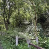 都筑の森　ニイニイゼミ