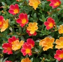 Portulacaの婚活ハラハラ日記