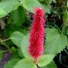今日の花３