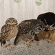 アキバフクロウ フクロウカフェ /秋葉原駅周辺の動物カフェ/フクロウ、ミミズクのいるお店（癒し）体験談レポート/Owl Cafe Akiba Fukurou