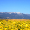 青空と雪山と菜の花。第一なぎさ公園で定番の写真を撮る