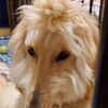 犬未経験者が飼育する大型犬：アフガンハウンドとの暮らし