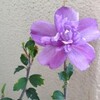 花の色がピンクからうすむらさきへと変化…。