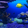 チャタヌーガで水族館に行ってきた。 空いているのでのんびりと鑑賞ができます。親子連れには最高のスポットですね