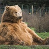 日本とちょっと違う？動物のイメージ