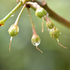 雨の滴