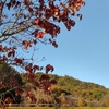 紅葉の山歩きリハビリ🍁