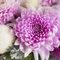 七十二候：第50候「菊花開」（きくのはなひらく）
