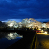 夕暮れの桜と夜の桜♪　＠京都府立植物園