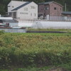 実家周辺散歩（2025.07.30）後編