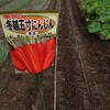 無農薬越冬５寸ニンジンの種を蒔きました@新潟EMBC複合発酵バイオ