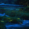 美都のホタル　Fireflies in Mito area