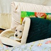 犬　糖尿病　採血日