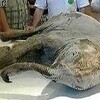 永久凍土から“完全保存”マンモス見つかる