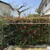 三重カナメの剪定