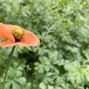 ★ポピー