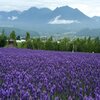 Mon. 北海道・富良野・ファームトミタ