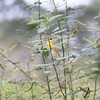 ハシブトアメリカムシクイ Gray-crowned Yellowthroat