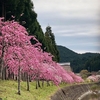 奥三河の『しだれ花桃』が見頃ですねー&#128077;