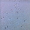 2017年 1月8日 絵本のたまごぱっかんわれた