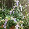 ツリージャーマンダーの花言葉