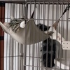 うちの猫、嫌な感じの面接官っぽい