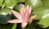 植物の動きが面白い！