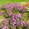 やまぐちフラワーランドの花木風景（8）：山口県柳井市