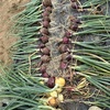 玉ねぎとニンニク収穫