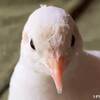 梅雨もどる？ #ヒメウズラ