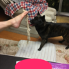 甲斐犬サンの遊び方〜女王さまの言う通り！(◎_◎;)