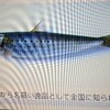 庶民の魚　イワシを食べる。