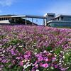 あわじ花さじき 「天空の花園」 コスモス