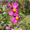 じゅうがつの　おはなたち。