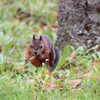 公園の住人達（10月5日）